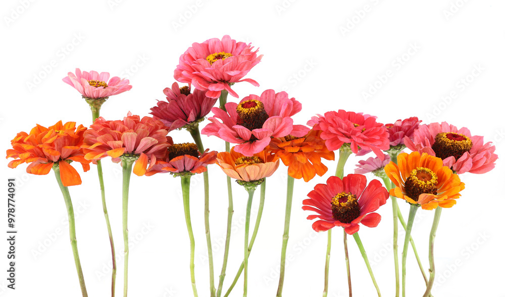 Obraz premium Flowers Zinnia isolated on white background. Blooming beautiful colorful flowers Zinnia. Colorful flowers Zinnia elegans dahlienflora.