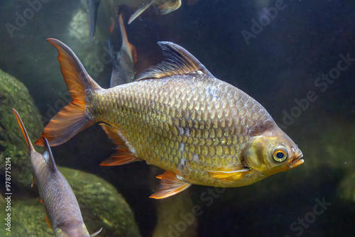 The Tinfoil Barb - Barbodes schwanenfeldii, floating in water photo