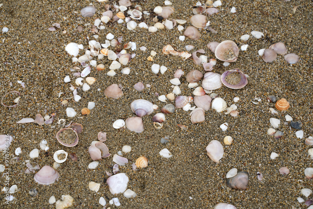 Sand beach with shells Sand beach with shells