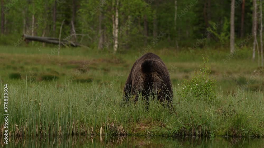 Brown bear walking in forest, morning light. Dangerous animal in nature taiga and meadow habitat. Wildlife scene from Finland near Russian border. Cotton grass bloom around the lake, summer. Brown bear walking in forest, morning light. Dangerous animal in nature taiga and meadow habitat. Wildlife scene from Finland near Russian border. Cotton grass bloom around the lake, summer.