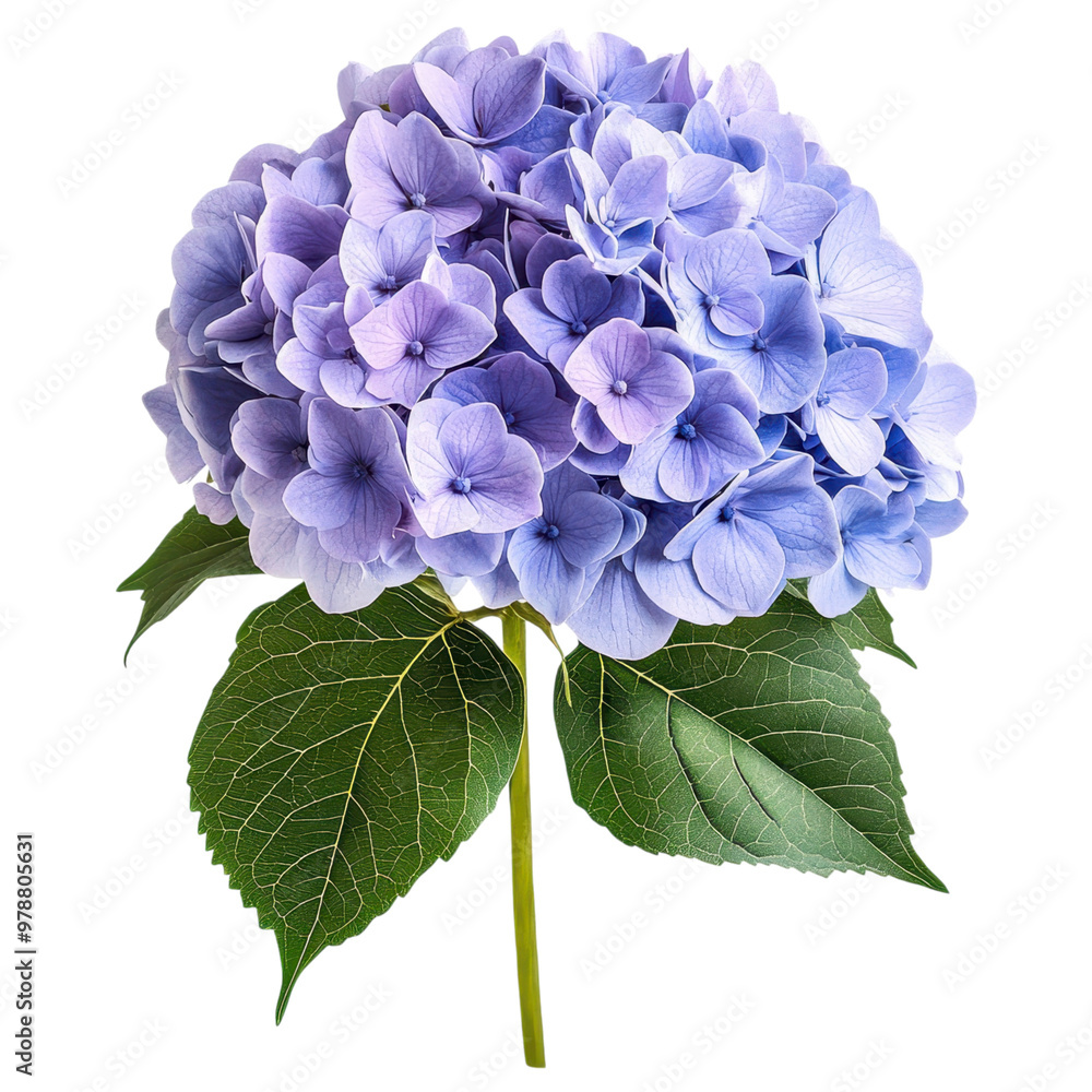 Stunning purple hydrangea blooms in full vibrant display with delicate petals and lush foliage creating an elegant floral perfect for romantic tranquil or premium design projects Stunning purple hydrangea blooms in full vibrant display with delicate petals and lush foliage creating an elegant floral perfect for romantic tranquil or premium design projects