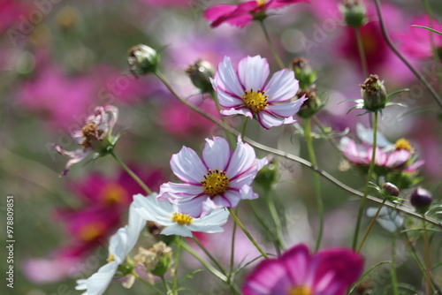  flowers in the field cosmos