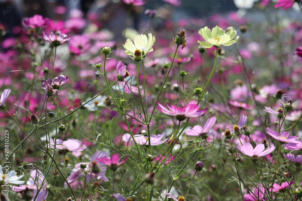 field of flowers cosmos field of flowers cosmos