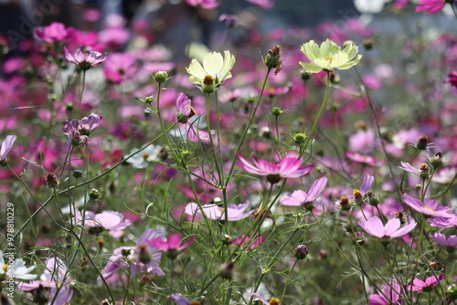 field of flowers cosmos