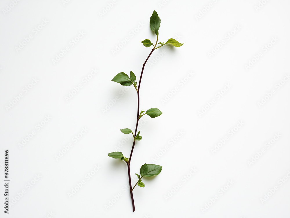 Plant leaves, stems, mockup Plant leaves, stems, mockup