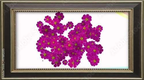 Animazione di una cornice con lamelle in movimento ed esplosione di fiori colorati