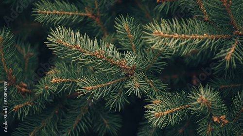 Close-Up of Pine Tree Branches