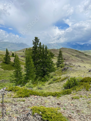 Mountains and coniferous forest in the Altai Republic, Russia