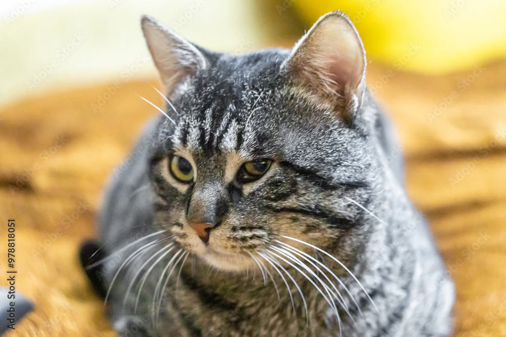 Naklejka premium Portrait of a black cat with gray stripes sitting on a bed and looking to the side. Light orange blurred background