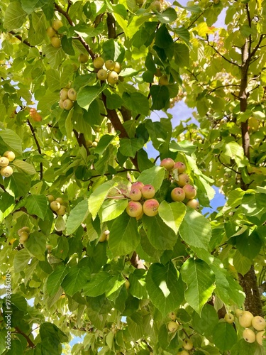 Apples of Chonosuki crab or pillar apple (Macromeles tschonoskii, syn. Malus tschonoskii), cultivated as an ornamental tree