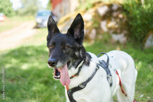 black and white dog