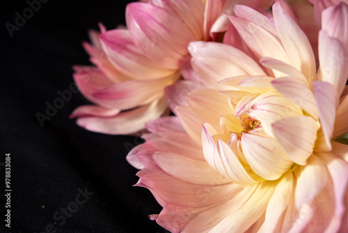 Close-Up of Pink Dahlias with Lush Green Foliage on a black background. Blur and selective focus