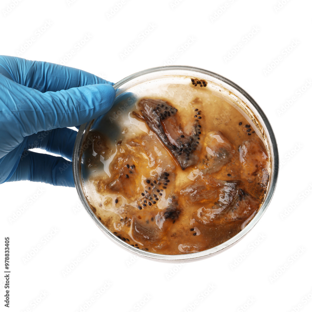 Laboratory worker holding petri dish with bacteria on white background, closeup Laboratory worker holding petri dish with bacteria on white background, closeup