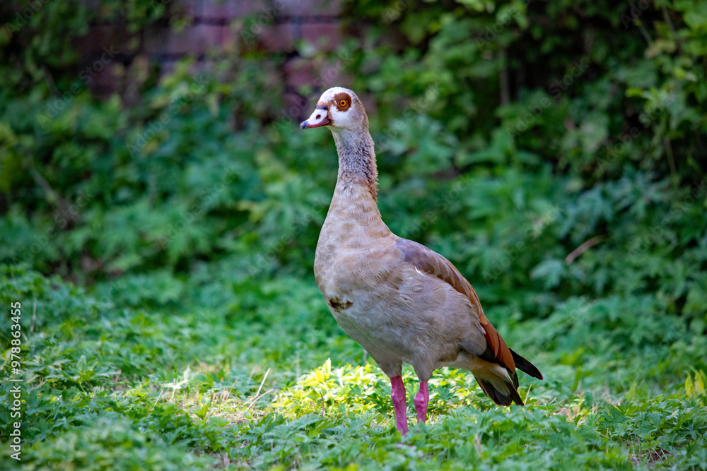 Porträt einer Nilgans (Alopochen aegyptiaca) im Gras Porträt einer Nilgans (Alopochen aegyptiaca) im Gras