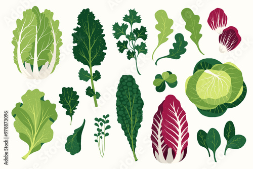 Fresh salad leaves. Cartoon organic green herbs and spices, flat farm arugula basil dill cilantro parsley tarragon plants. Vector isolated set.eps