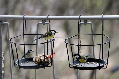 Birds, great tits on the balcony in winter, feeding station with food, grains, snow.