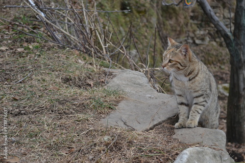 Photography cat in the snow