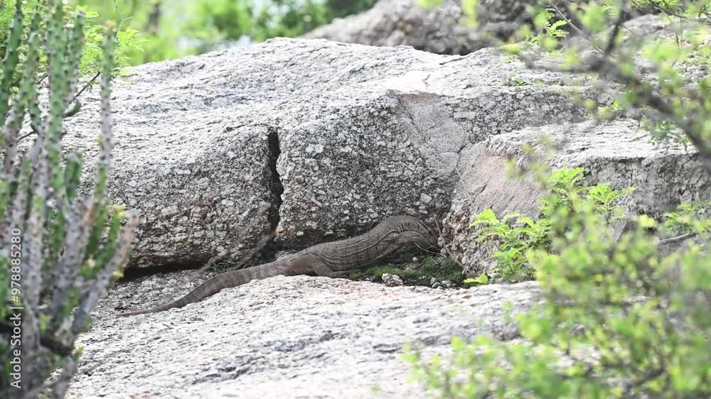 Monitor lizard digging for something in Jawai national park Monitor lizard digging for something in Jawai national park