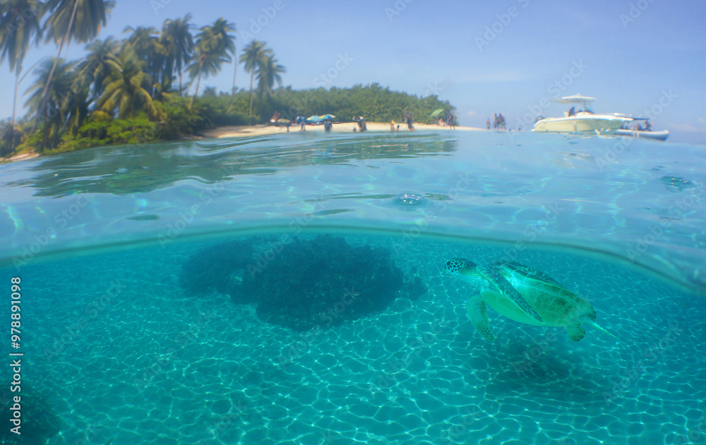 a sea turtle on a reef in the caribbean sea a sea turtle on a reef in the caribbean sea