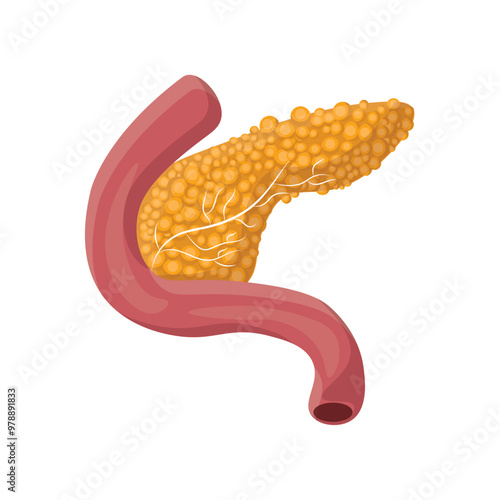 Human Organs Vector - 09