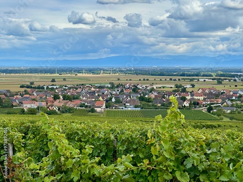 Vineyard Landscape of Bergholtz, Haut-Rhin, Alsace, Overlooking the Village and Plains with the Vosges Mountains in the Distance, Late Summer to Early Autumn photo