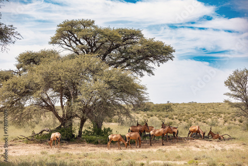 Red Hartebeest, Alcelaphus buselaphus caama, in Kalahari, green desert after rainy season. Kalahari Transfrontier Park, South Africa wildlife safari photo