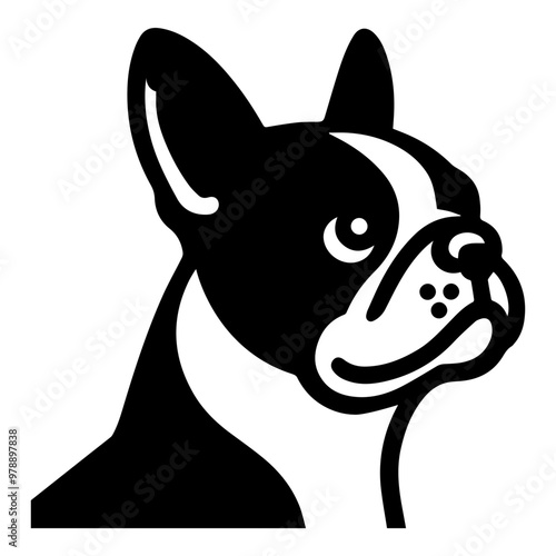 Boston Terrier