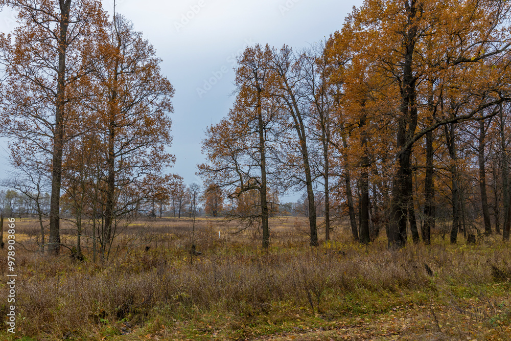 A field of trees with a cloudy sky in the background A field of trees with a cloudy sky in the background