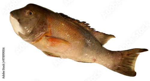 California Sheephead isolated on white background