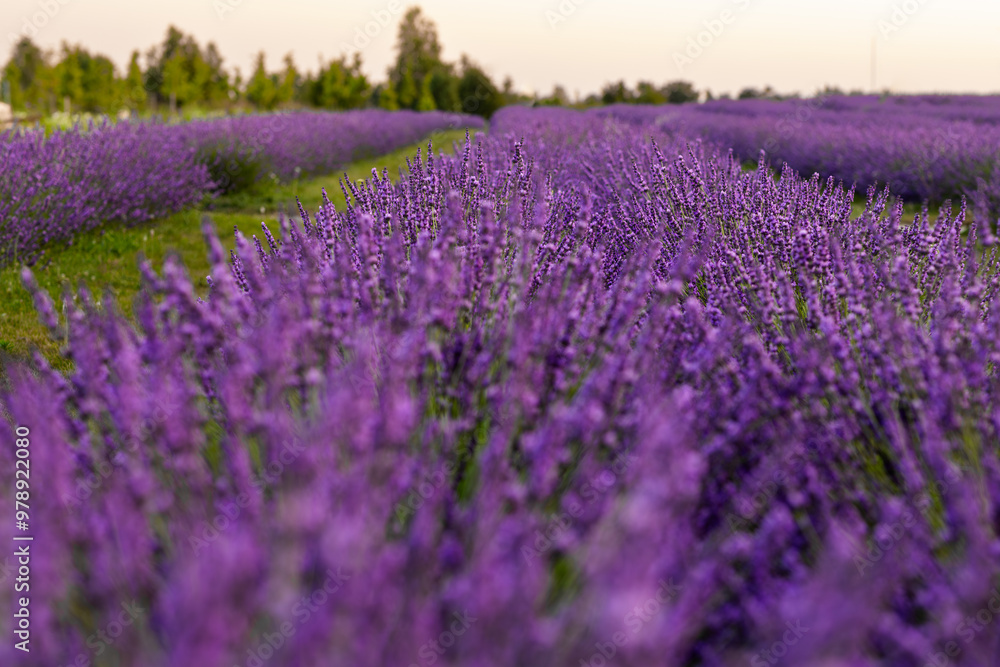 Fototapeta premium Breathtaking Lavender Field in Summer
