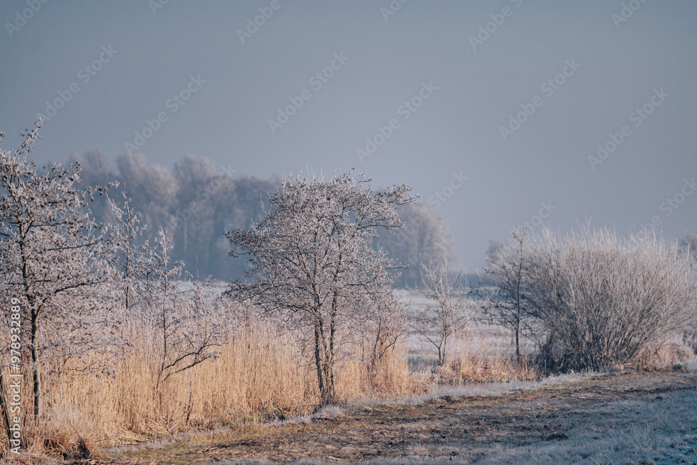 Very cold weather in the Netherlands in the rural region of the dutch farm lands. Winter landscape with frozen trees in the early morning at sunrise Very cold weather in the Netherlands in the rural region of the dutch farm lands. Winter landscape with frozen trees in the early morning at sunrise