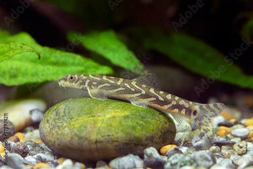 Foto Mesonoemacheilus triangularis – Zodiac Loach