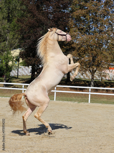 Obraz na płótnie Young beautiful andalusian horse rearing up w salonie