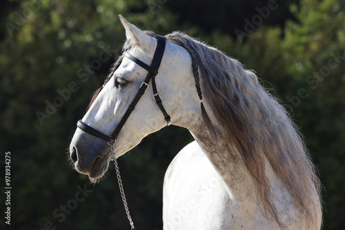 Andalusian white horse portrait against dark green background