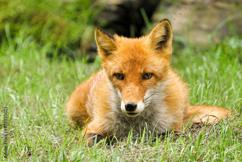 Ezo red fox in the  short grass field photo