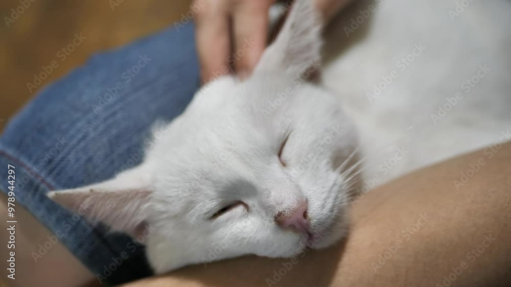 hand petting a cat picked up on the street hand petting a cat picked up on the street