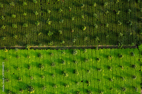 Aerial view of lush green agricultural fields and plantation rows, Tetulia, Bangladesh. photo