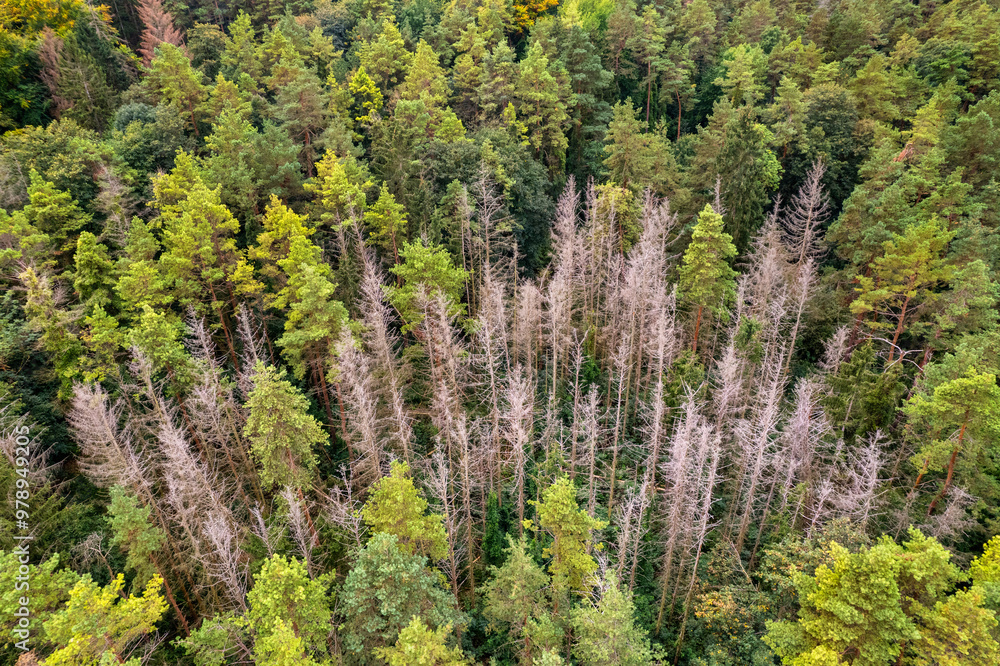 Top down autumn wood. Nature beautiful background. Aerial top view of autumn forest with colorful trees.