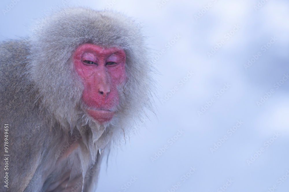 Obraz premium Portrait of Japanese macaque in hot water spring at Nagano snow monkey park, Jigokudani, Japan