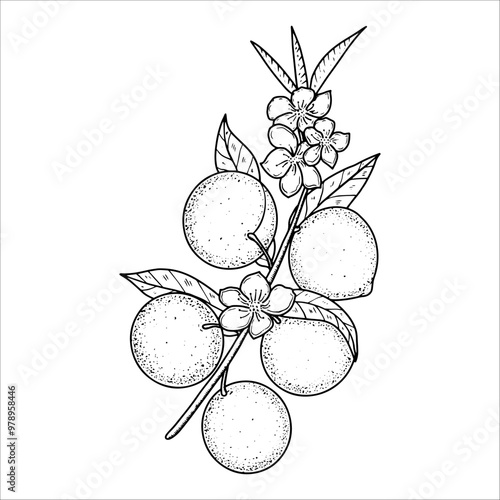 Hand drawn blossoming peach tree branch with fruits. Vector illustration