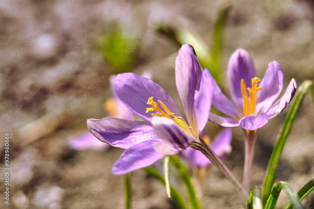 Purple crocus flowers bloom in spring on a meadow in the grass garden flowers Purple crocus flowers bloom in spring on a meadow in the grass garden flowers