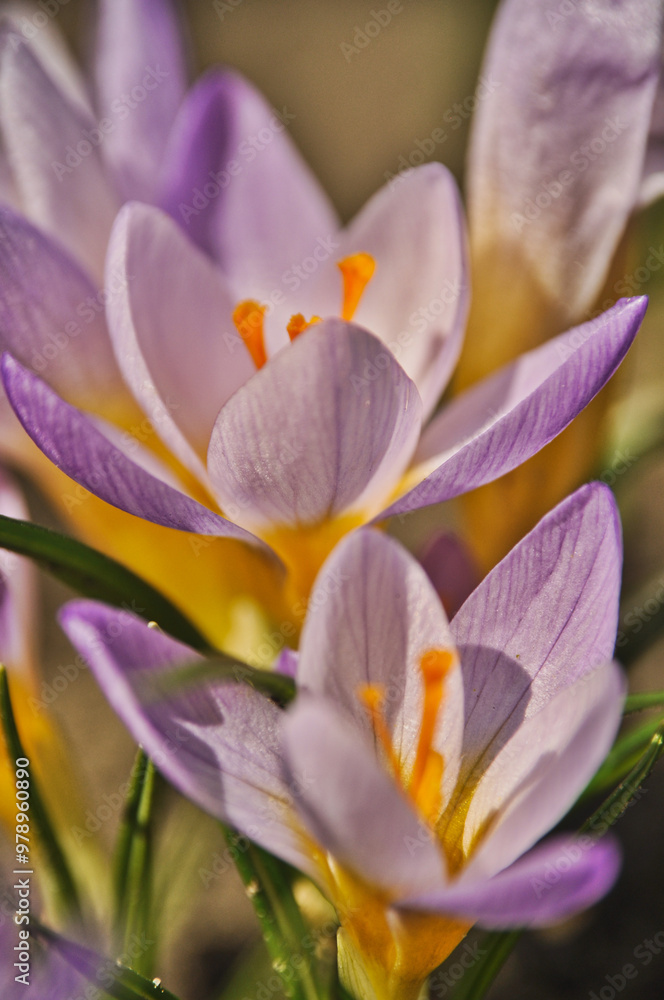 Obraz premium Purple crocus flowers bloom in spring on a meadow in the grass garden flowers