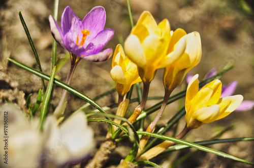 yellow crocus flowers bloom in spring on a meadow in the grass