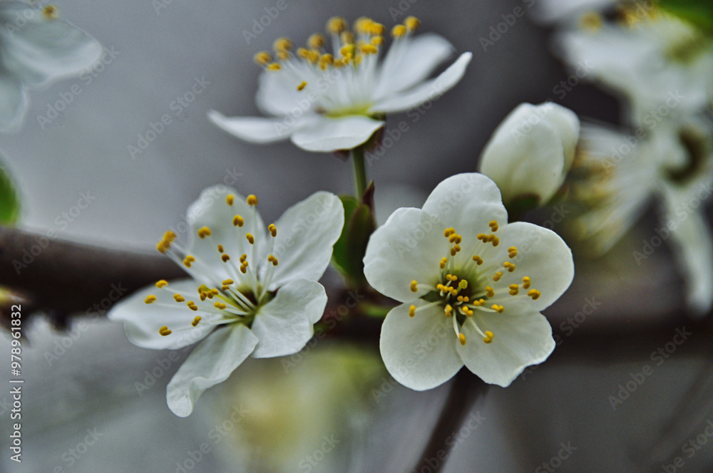 Mirabelle flower fully bloomed on a branch in spring white flower Mirabelle flower fully bloomed on a branch in spring white flower