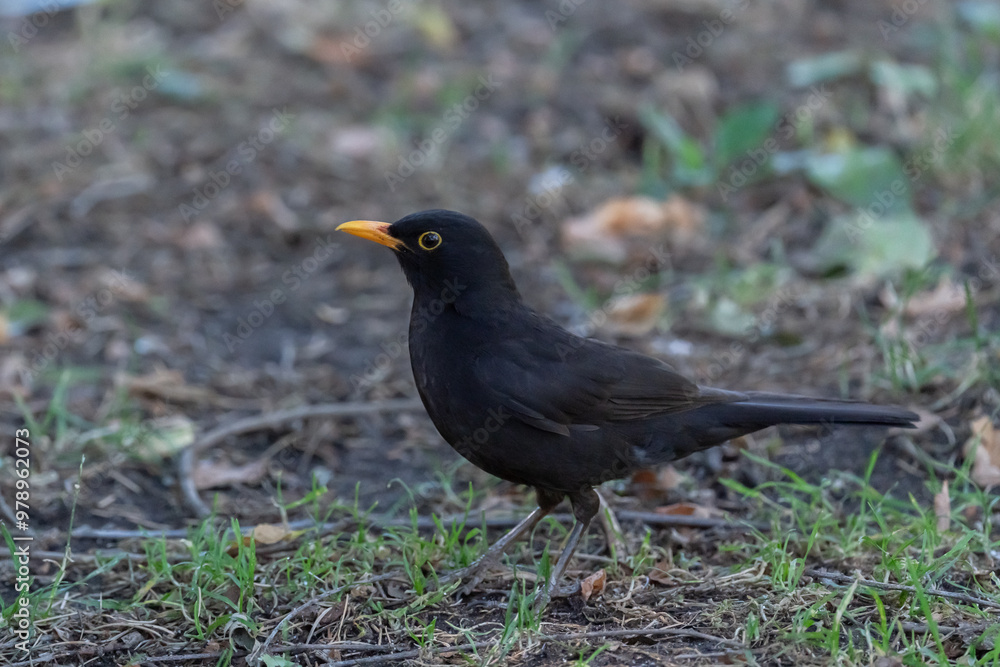 Blackbird, Turdus merula, standing on grassy ground Blackbird, Turdus merula, standing on grassy ground