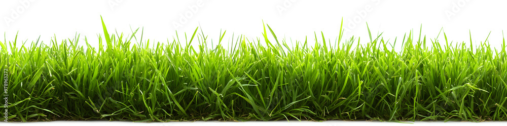 Fototapeta premium A lush green grass meadow stretches across a white background 