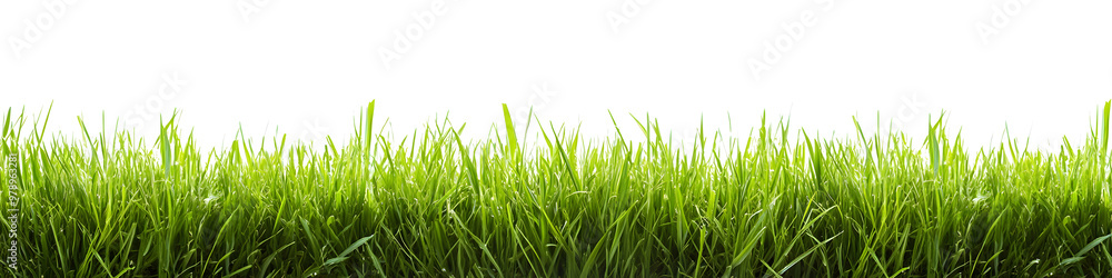 A lush green grass meadow stretches across a white background A lush green grass meadow stretches across a white background