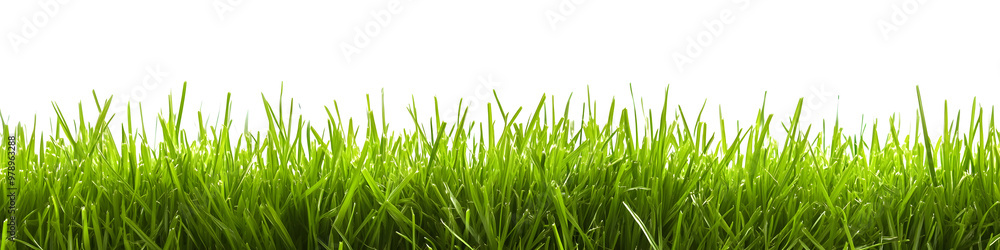 A lush green grass meadow stretches across a white background A lush green grass meadow stretches across a white background