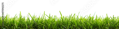 A lush green grass meadow stretches across a white background 