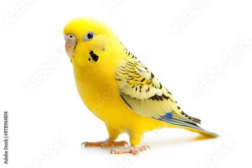 A vibrant yellow budgie stands alone on white backdrop. The budgerigar, also known as a wavy parrot